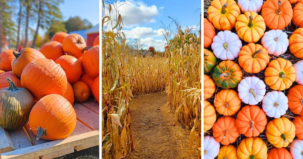 pumpkins, corn maze, multi-color pumpkins