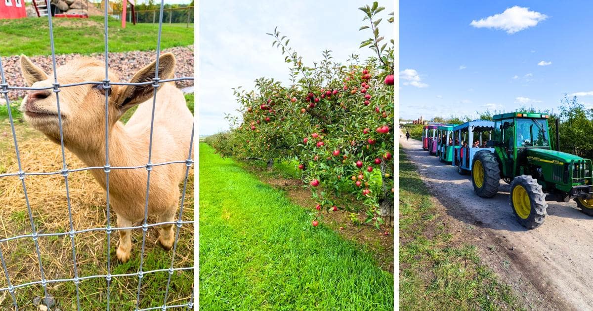 The best apple orchards are right here, ripe for the picking! Ah, crisp autumn air and crisp, juicy apples...the perfect match!