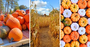 pumpkins, corn maze, multi-color pumpkins