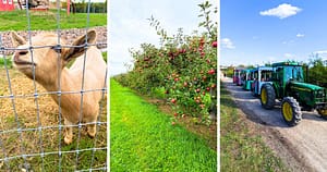 goat, apple orchard, tractor