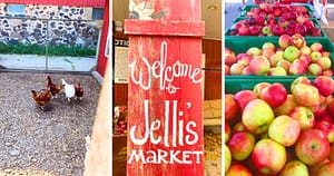 chickens, Jelli's Market sign, apples