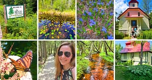 greenery, water, nature, butterfly, nature center