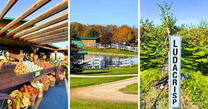 market stall, farm road and pond, apple orchard