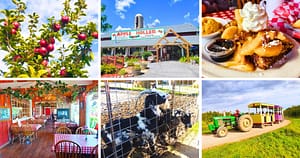 apple tree, Apple Holler sign, breakfast plate, dining room, goats, tractor