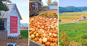 white building, many pumpkins, farmland