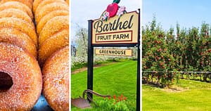doughnuts, Barthel Fruit Farm sign, apple orchard