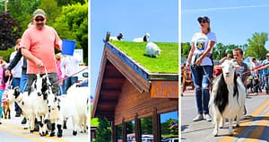 goats, goats on a grassy roof, people walking goats, Al Johnson's Swedish Restaurant, Sister Bay, Door County, Wisconsin