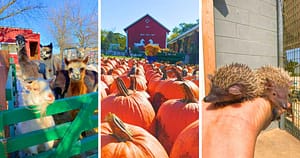 farm animals, pumpkins, hedgehogs