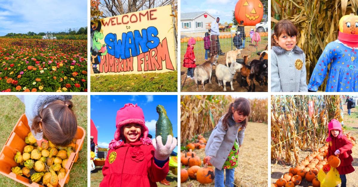 flowers, Swan's Pumpkin Farm sign, goats, children, pumpkins