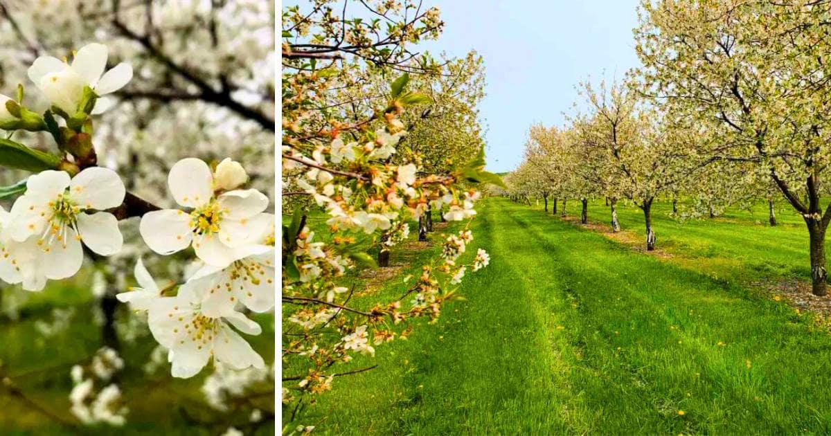 white blossoms, orchard
