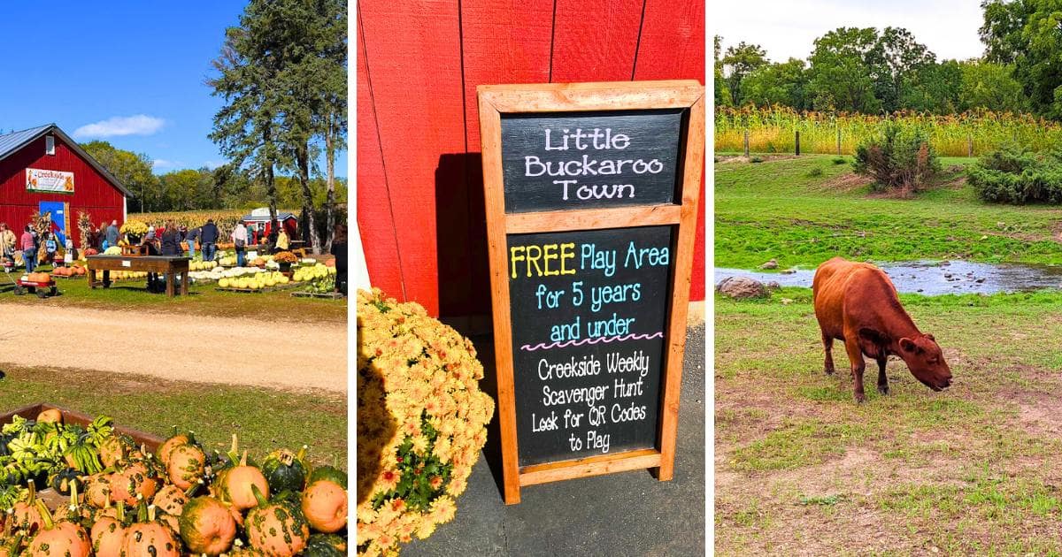farm, chalkboard sign, cow calf