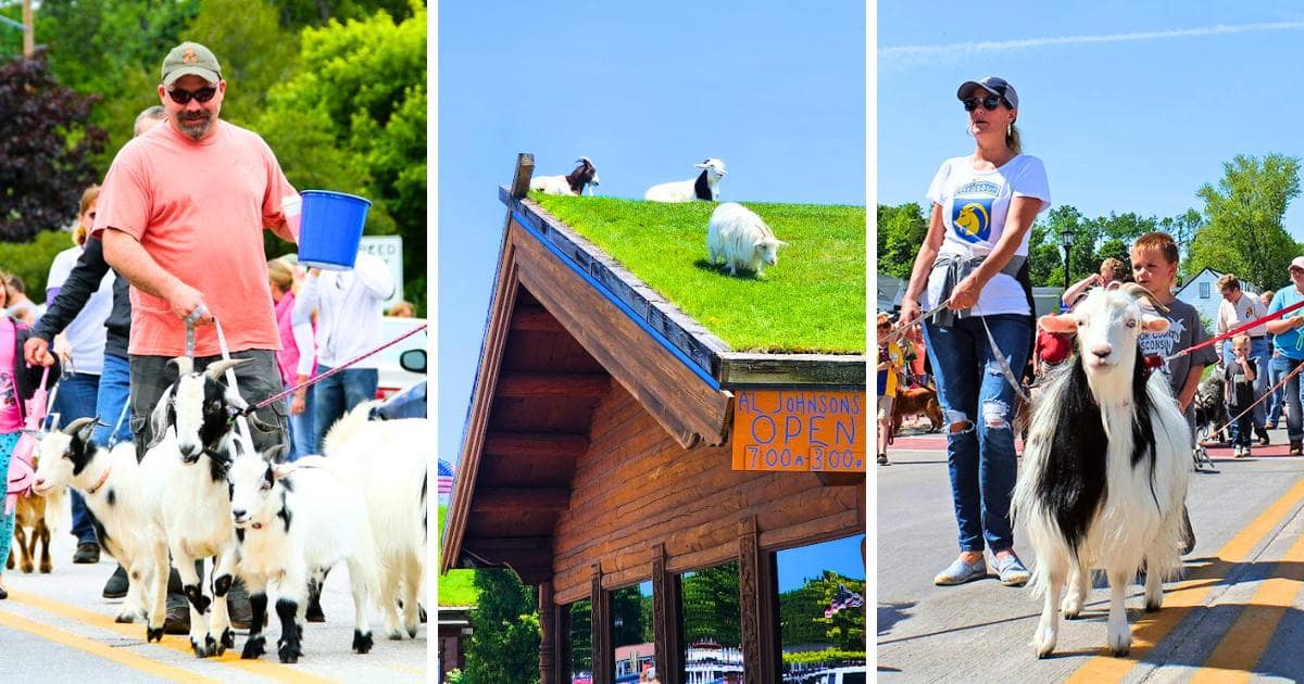 goats, goats on a grassy roof, people walking goats, Al Johnson's Swedish Restaurant, Sister Bay, Door County, Wisconsin