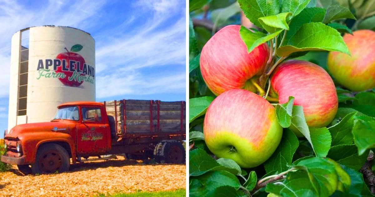 vintage pickup truck, apples