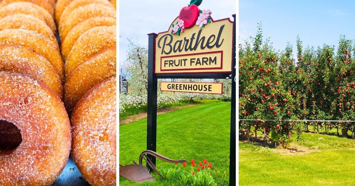 doughnuts, Barthel Fruit Farm sign, apple orchard