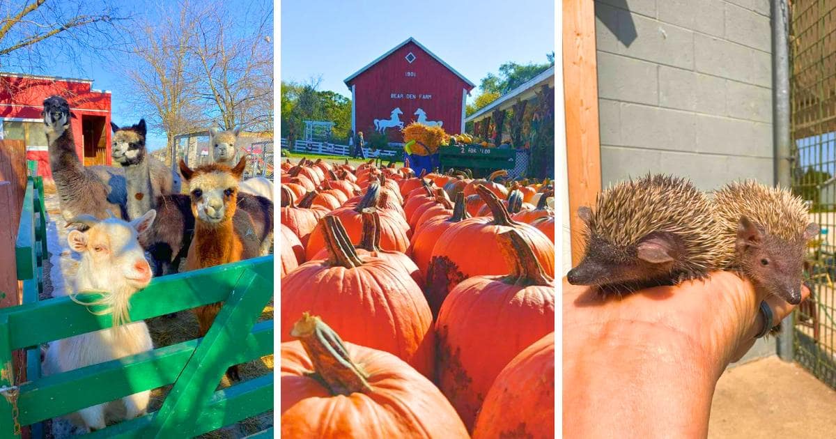 farm animals, pumpkins, hedgehogs